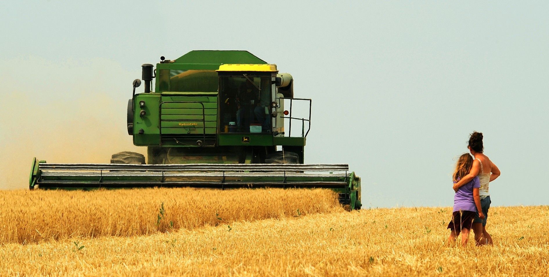 Watching the wheat harvest